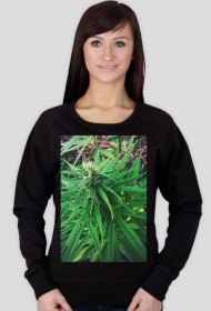 Sativa